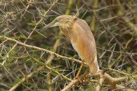 Czapla modronosa - Ardeola ralloides - Squacco Heron