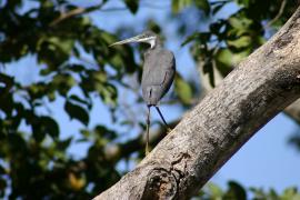 Czapla rafowa - Egretta gularis - Western Reef-Egret