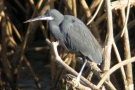 Czapla rafowa - Egretta gularis - Western Reef-Egret