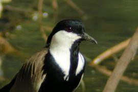 Czajka szponiasta - Vanellus spinosus - Spur-winged Lapwing