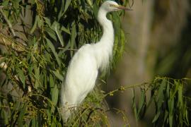 Czapla nadobna - Egretta garzetta - Little Egret