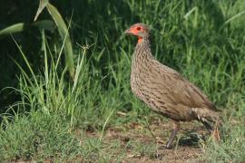 Szponiastonóg brunatny - Pternistis swainsonii - Swainson's Francolin