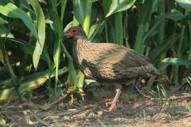 Szponiastonóg brunatny - Pternistis swainsonii - Swainson's Francolin