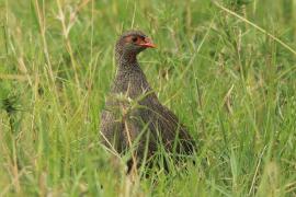 Szponiastonóg czerwonogardły - Pternistis afer - Red-necked Spurfowl