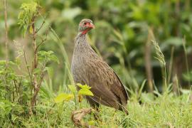 Szponiastonóg czerwonogardły - Pternistis afer - Red-necked Spurfowl
