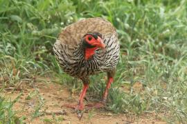 Szponiastonóg czerwonogardły - Pternistis afer - Red-necked Spurfowl