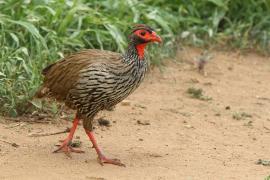 Szponiastonóg czerwonogardły - Pternistis afer - Red-necked Spurfowl