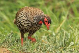 Szponiastonóg czerwonogardły - Pternistis afer - Red-necked Spurfowl