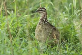 Frankolin czubaty - Dendroperdix sephaena - Crested Francolin