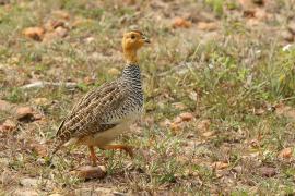 Frankolin jasnogłowy - Peliperdix coqui  - Coqui Francolin