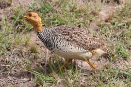 Frankolin jasnogłowy - Peliperdix coqui  - Coqui Francolin
