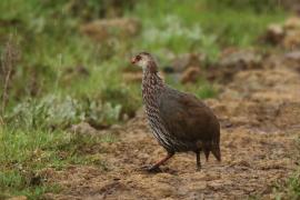 Szponiastonóg kenijski - Pternistis jacksoni - Jackson's Francolin