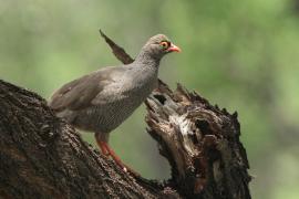 Szponiastonóg krasnodzioby - Pternistis adspersus - Red-billed Francolin