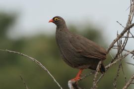 Szponiastonóg krasnodzioby - Pternistis adspersus - Red-billed Francolin