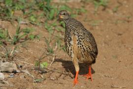 Szponiastonóg nadobny - Pternistis hildebrandti - Hildebrandt's Francolin