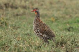 Szponiastonóg smugowany - Pternistis rufopictus - Grey-breasted Spurfowl