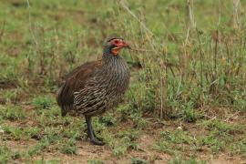 Szponiastonóg smugowany - Pternistis rufopictus - Grey-breasted Spurfowl