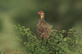 Szponiastonóg żółtogardły - Pternistis leucoscepus - Yellow-necked Spurfowl