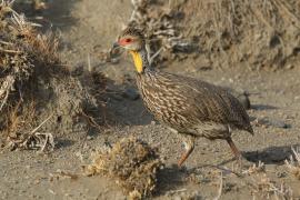 Szponiastonóg żółtogardły - Pternistis leucoscepus - Yellow-necked Spurfowl