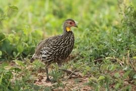 Szponiastonóg żółtogardły - Pternistis leucoscepus - Yellow-necked Spurfowl
