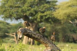 Szponiastonóg żółtogardły - Pternistis leucoscepus - Yellow-necked Spurfowl