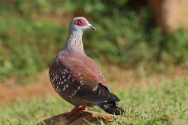 Gołąb okularowy - Columba guinea - Speckled Pigeon