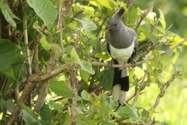 Hałaśnik białobrzuchy - Criniferoides leucogaster - White-bellied Go-away-bird