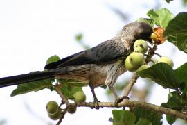 Hałaśnik kreskowany - Crinifer piscator - Western Grey Plantain-eater