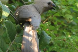 Hałaśnik szary - Corythaixoides concolor - Grey Go-away-bird