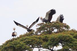 Koronnik szary - Balearica regulorum - Grey Crowned Crane