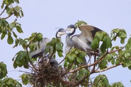 Czapla czarnogłowa - Ardea melanocephala - Black-headed Heron