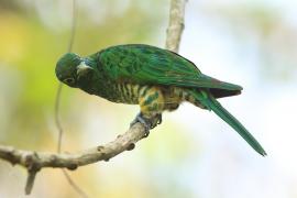 Kukułeczka złocista - Chrysococcyx cupreus - African Emerald Cuckoo