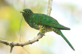 Kukułeczka złocista - Chrysococcyx cupreus - African Emerald Cuckoo