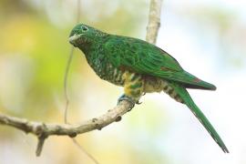 Kukułeczka złocista - Chrysococcyx cupreus - African Emerald Cuckoo