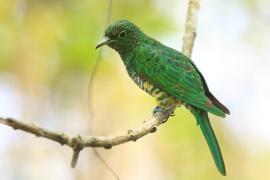 Kukułeczka złocista - Chrysococcyx cupreus - African Emerald Cuckoo