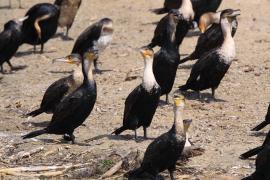 Kormoran białoszyi - Phalacrocorax lucidus - White-breasted Cormorant