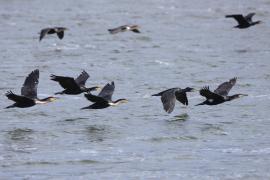 Kormoran białoszyi - Phalacrocorax lucidus - White-breasted Cormorant