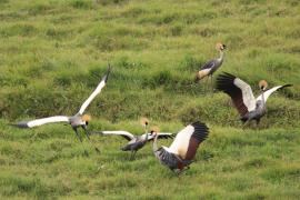 Koronnik szary - Balearica regulorum - Grey Crowned Crane