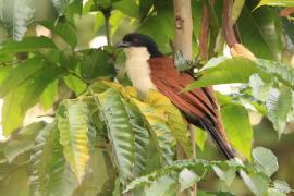 Kukal niebieskogłowy - Centropus monachus - Blue-headed Coucal