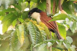 Kukal niebieskogłowy - Centropus monachus - Blue-headed Coucal