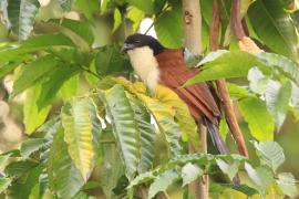 Kukal niebieskogłowy - Centropus monachus - Blue-headed Coucal