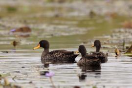Kaczka żółtodzioba - Anas undulata - Yellow-billed Duck