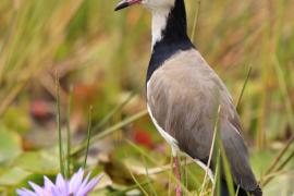 Czajka białolica - Vanellus crassirostris - Long-toed Lapwing