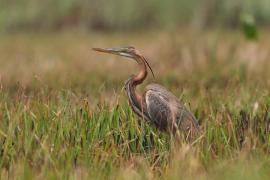 Czapla purpurowa - Ardea purpurea - Purple Heron