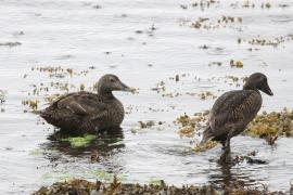 Edredon - Somateria mollissima - Common Eider