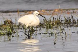 Czapla nadobna - Egretta garzetta - Little Egret