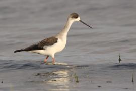 Szczudłak zwyczajny - Himantopus himantopus - Black-winged Stilt