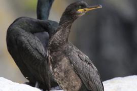 Kormoran czubaty - Phalacrocorax aristotelis - European Shag
