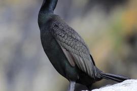 Kormoran czubaty - Phalacrocorax aristotelis - European Shag