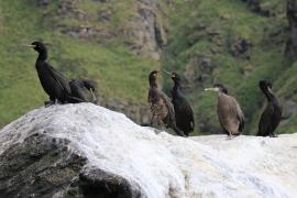 Kormoran czubaty - Phalacrocorax aristotelis - European Shag
